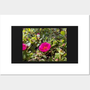 Pink Moss Rose 1 Posters and Art